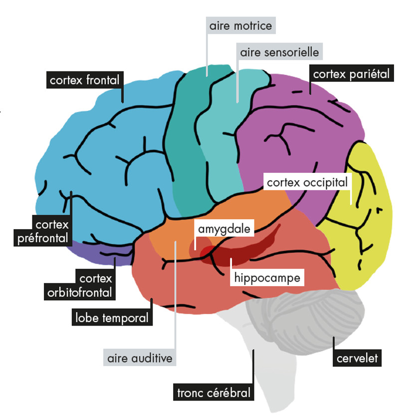 Image des différentes zones du cerveau